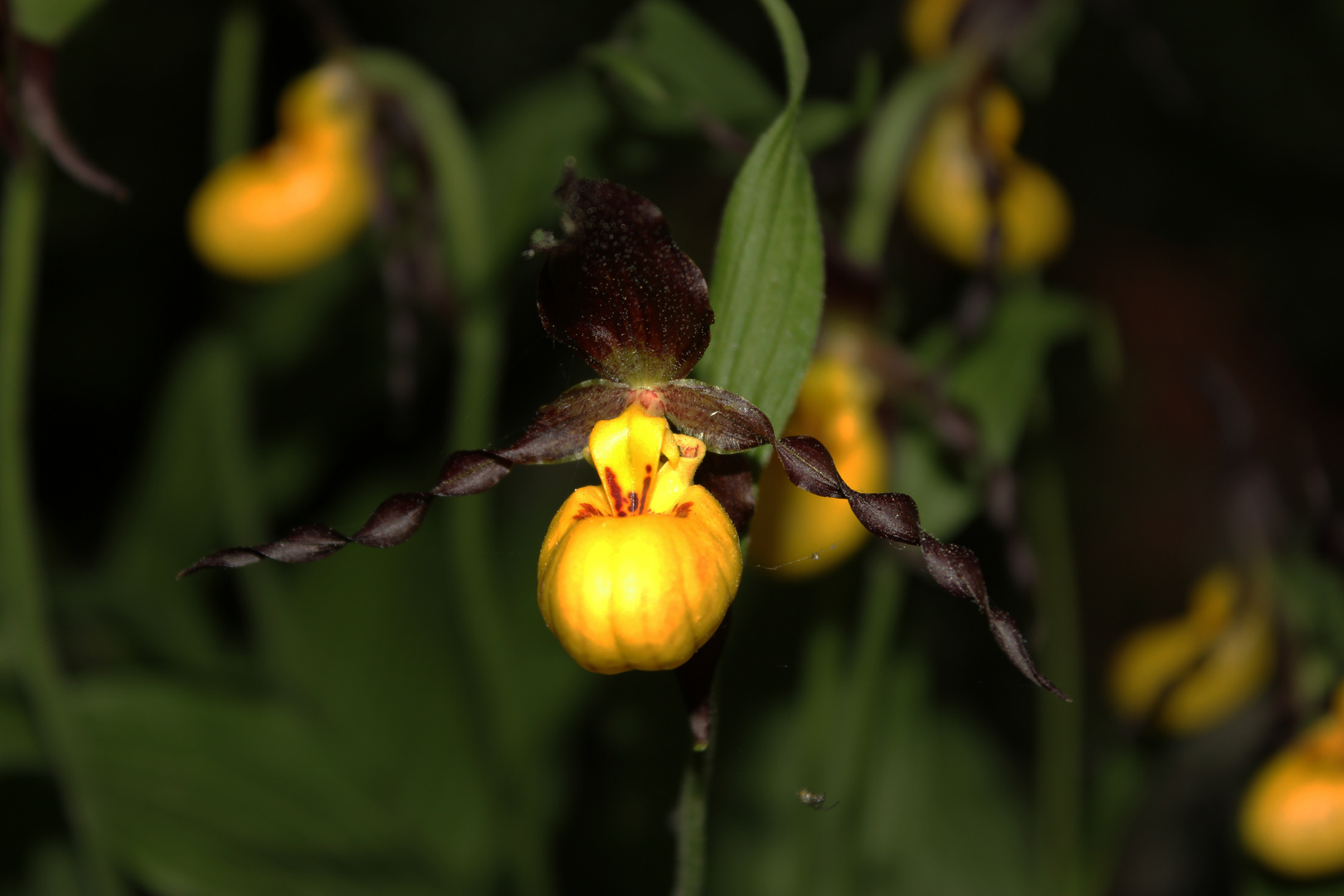 Cypripedium calceolus, Orchid III