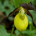 Cypripedium calceolus (Scarpetta di Venere)