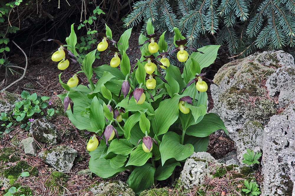 Cypripedium calceolus wieder seit kurzem in voller Blüte und dabei...