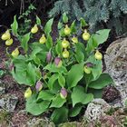 Cypripedium calceolus wieder seit kurzem in voller Blüte und dabei...