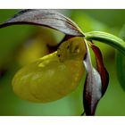 CYPRIPEDIUM CALCEORIS