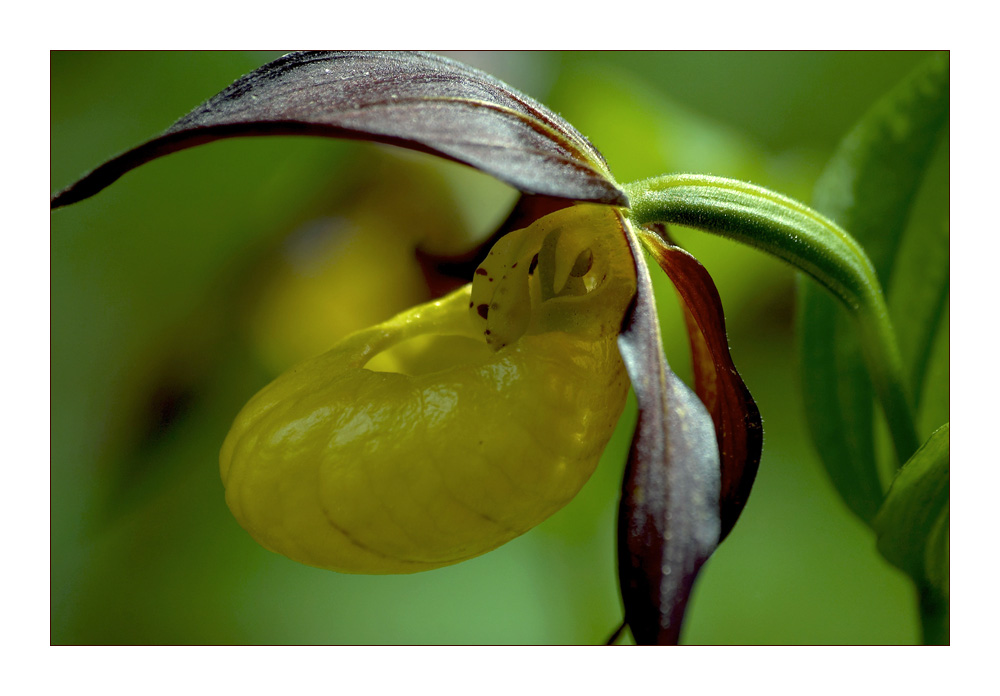 CYPRIPEDIUM CALCEORIS