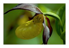 CYPRIPEDIUM CALCEORIS