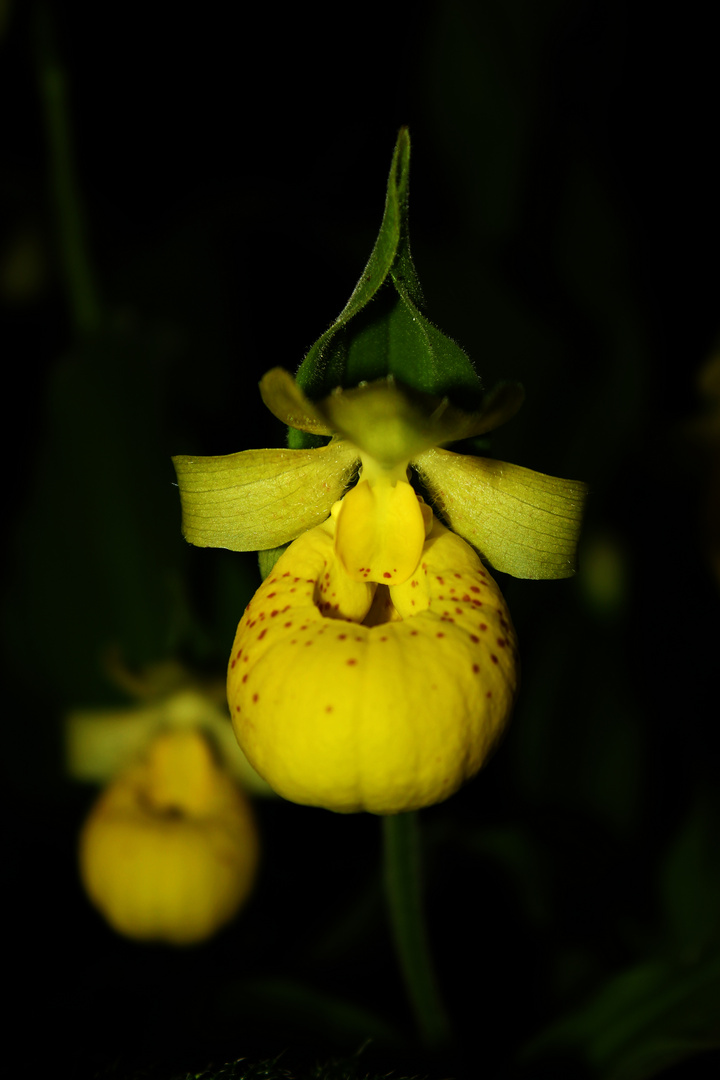 Cypripedium flavum