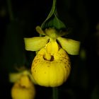 Cypripedium flavum