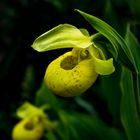 Cypripedium flavum