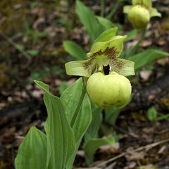 Cypripedium flavum