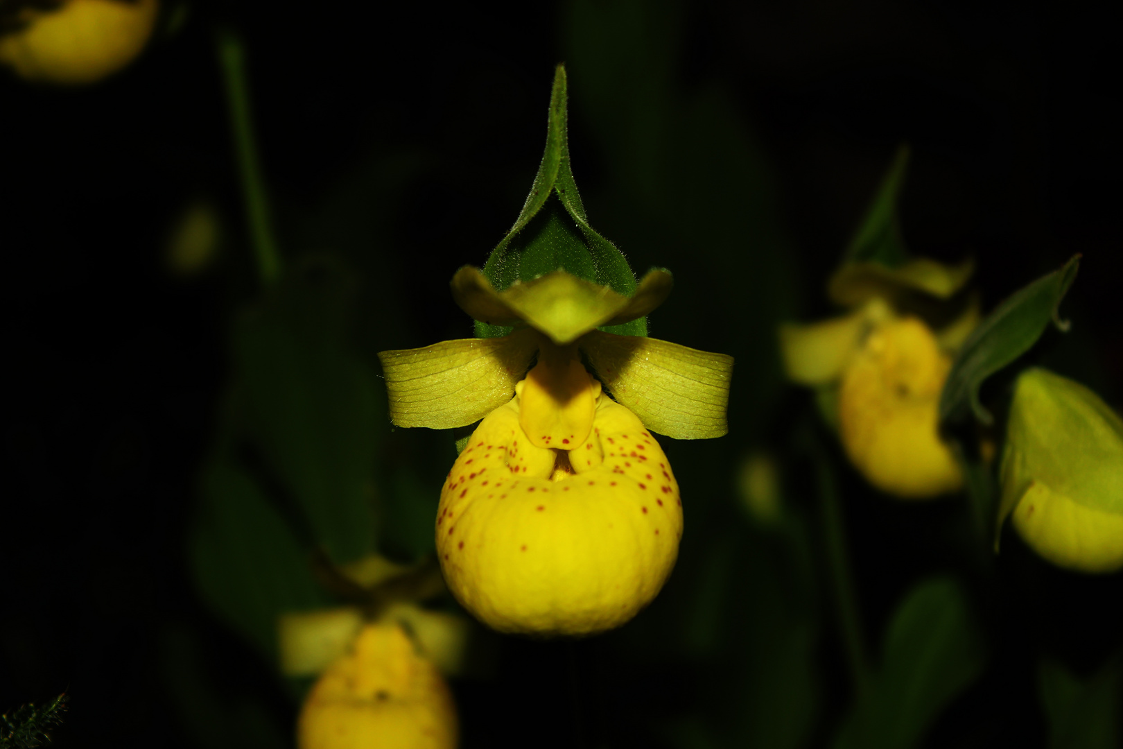 Cypripedium flavum II