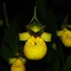 Cypripedium flavum II