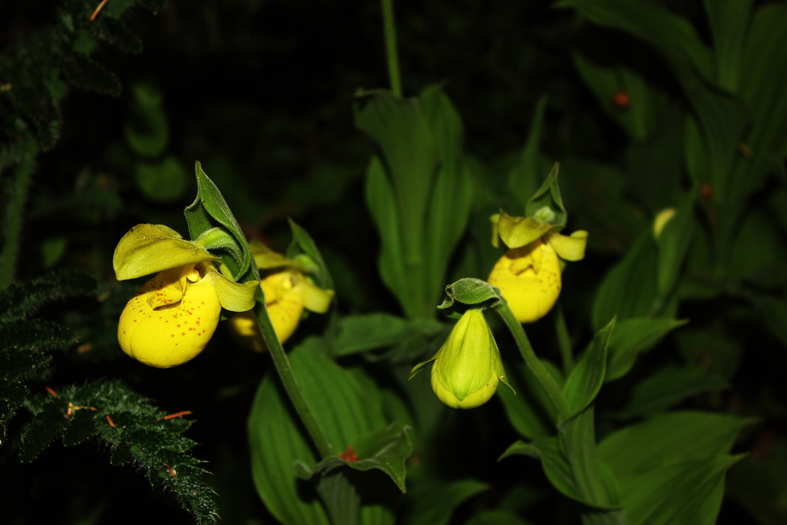 Cypripedium flavum III