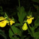 Cypripedium flavum III