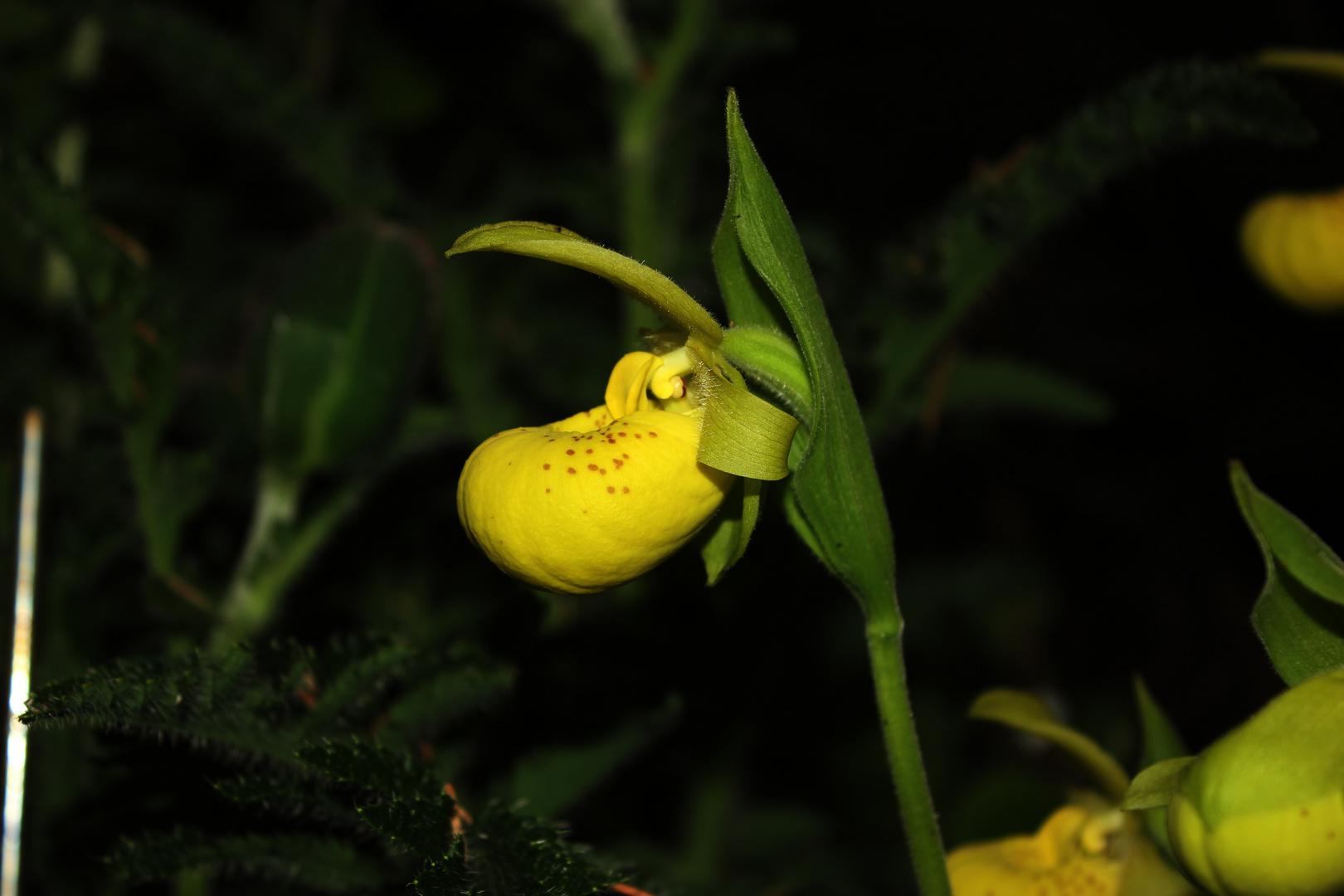 Cypripedium flavum IV