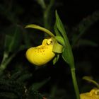 Cypripedium flavum IV