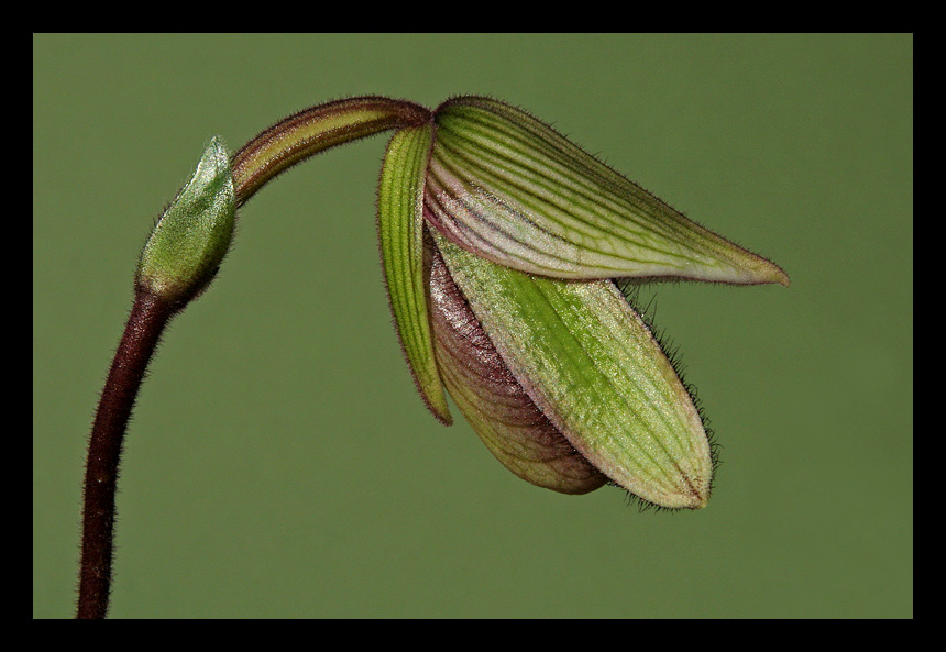 Cypripedium (Frauenschuh)