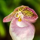 Cypripedium (Frauenschuh)