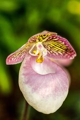 Cypripedium (Frauenschuh)