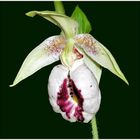 Cypripedium 'japonicum'