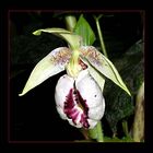 Cypripedium japonicum