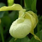 Cypripedium macranthon var. flavum