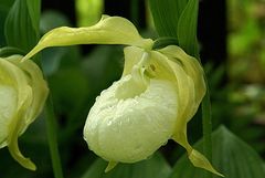 Cypripedium macranthon var. flavum