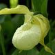 Cypripedium