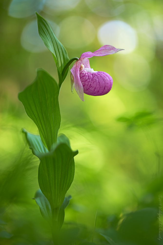 Cypripedium macranthos