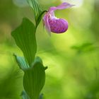 Cypripedium macranthos