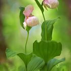 Cypripedium macranthos