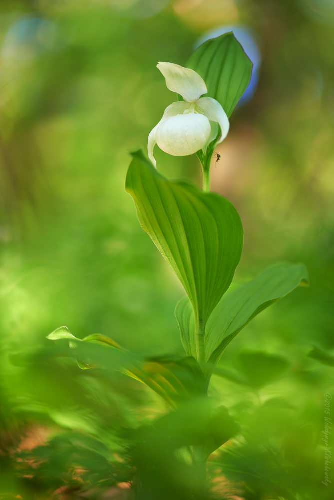 Cypripedium macranthos var. albiflorum