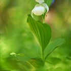 Cypripedium macranthos var. albiflorum