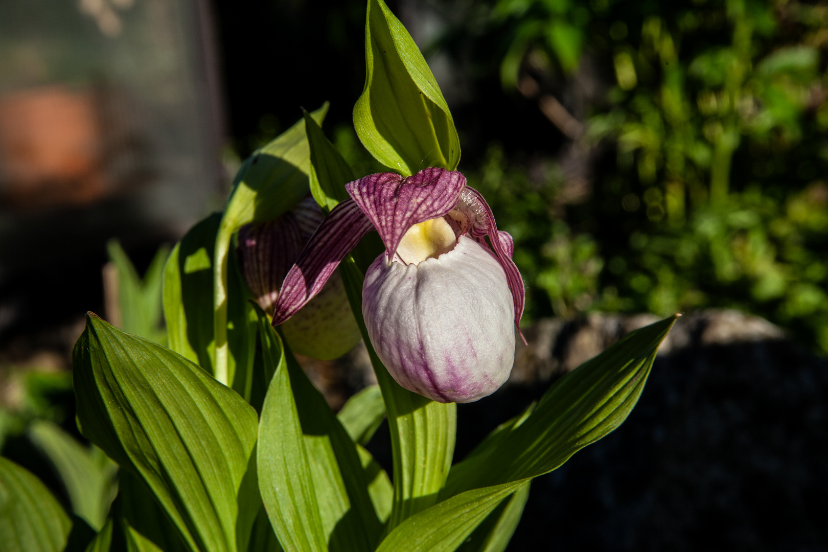 Cypripedium, Orchid