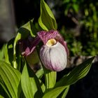 Cypripedium, Orchid