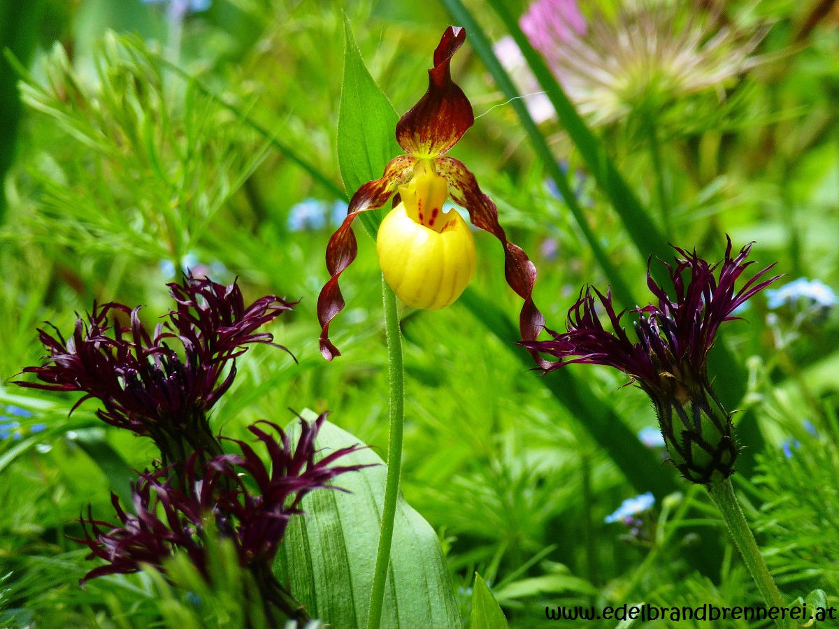 Cypripedium parviflorum in Begleitung von Centaurea montana "Black Sprite Bergflockenblume