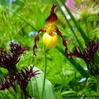 Cypripedium parviflorum in Begleitung von Centaurea montana "Black Sprite Bergflockenblume