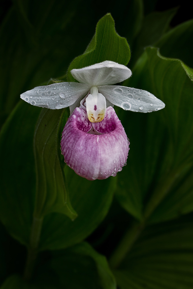 Cypripedium regiane (Frauenschuh)