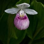 Cypripedium regiane (Frauenschuh)