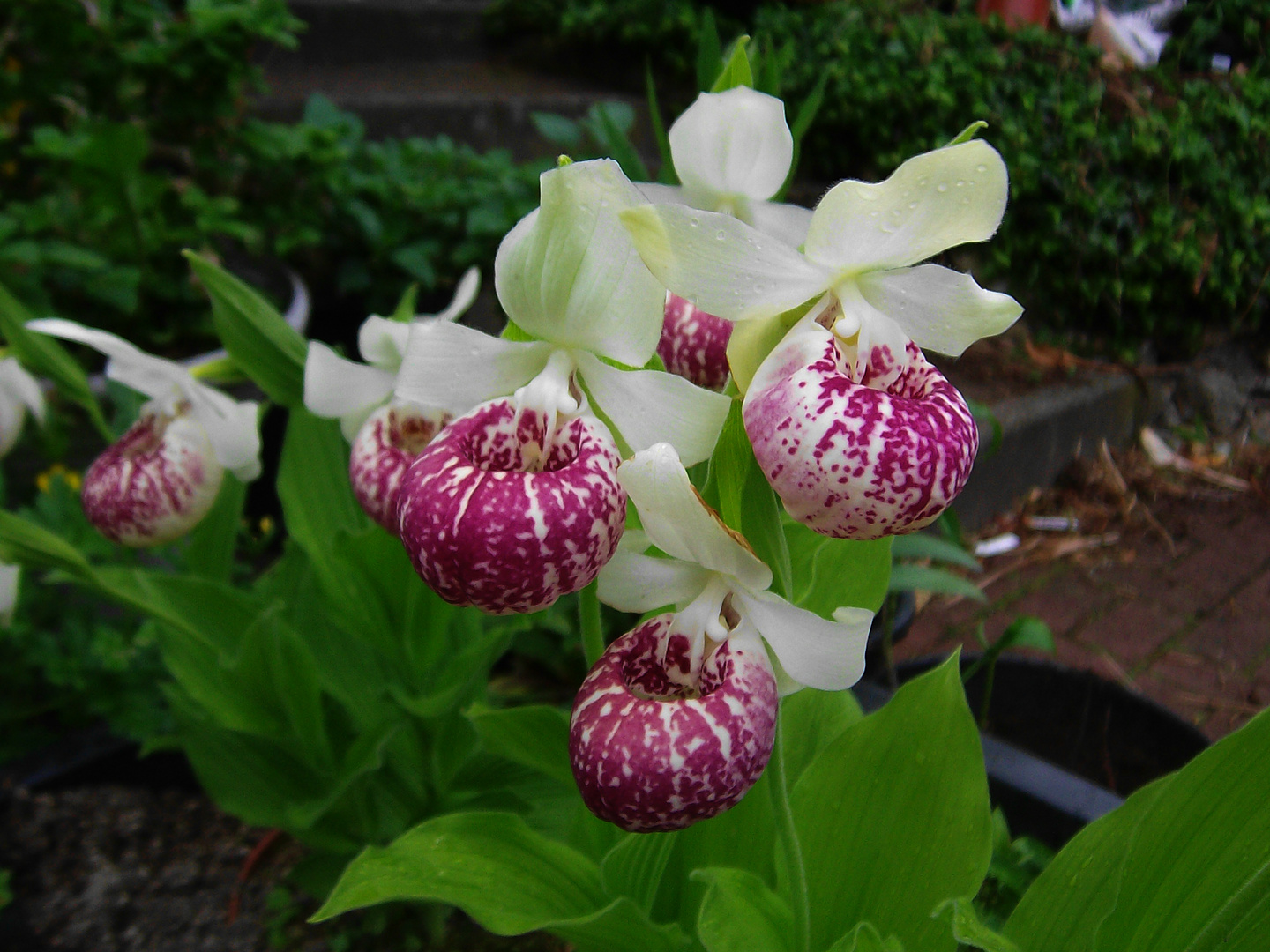 Cypripedium reginae, Orchid