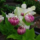 Cypripedium reginae, Orchid