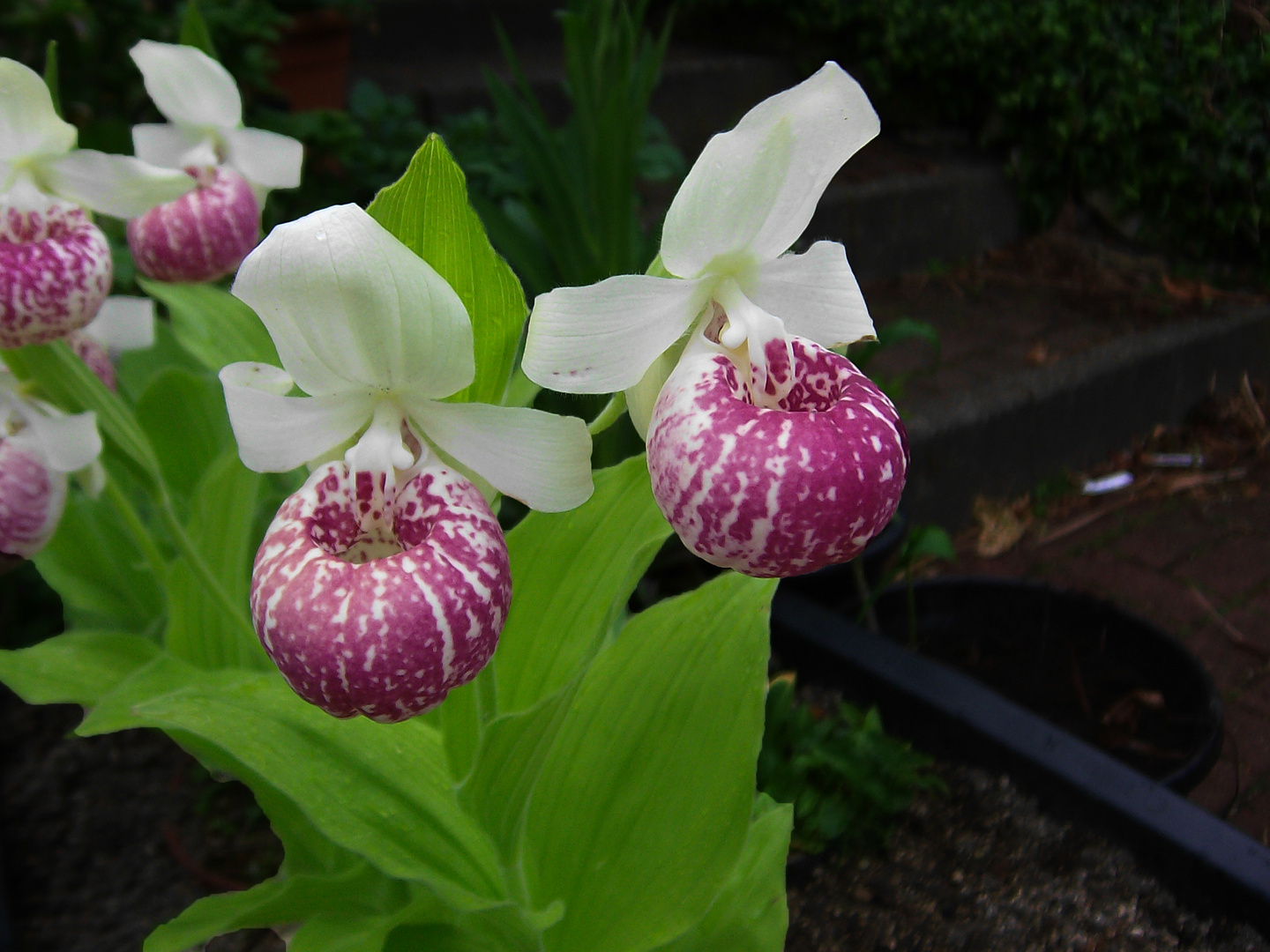 Cypripedium reginae, Orchid II