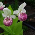 Cypripedium reginae, Orchid II