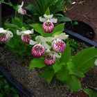 Cypripedium reginae, Orchid III