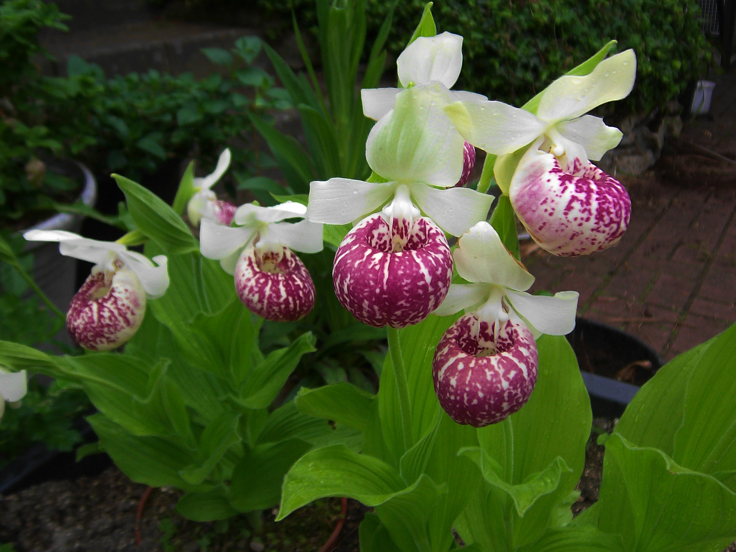 Cypripedium reginae, Orchid IV