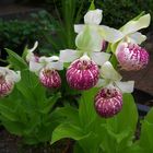 Cypripedium reginae, Orchid IV