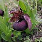 Cypripedium tibeticum