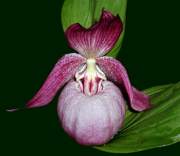 Cypripedium 'tibeticum'