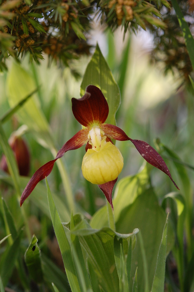 Cypripedium unter einem umgestürtzten Wacholder - Hessen/5.5.10