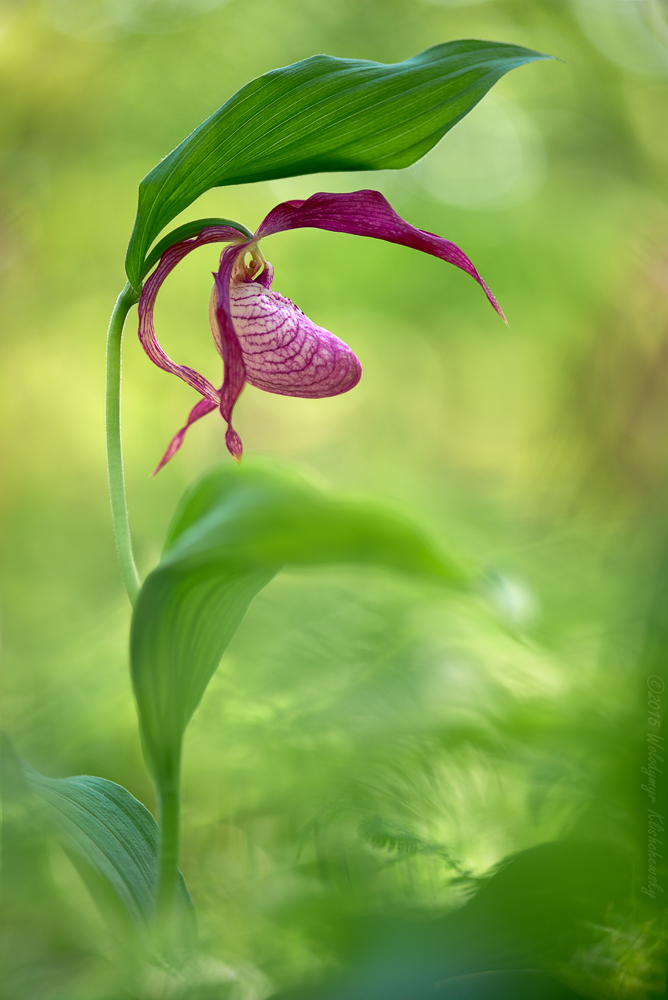 Cypripedium x ventricosum