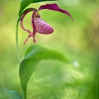 Cypripedium x ventricosum