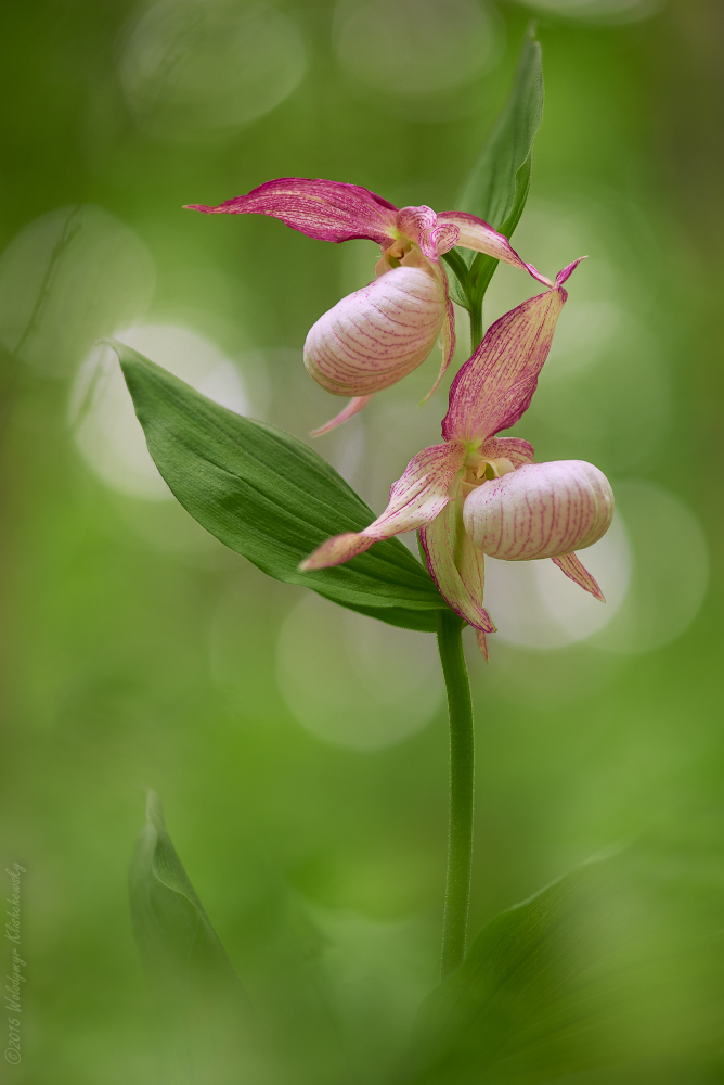 Cypripedium x ventricosum