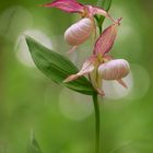 Cypripedium x ventricosum